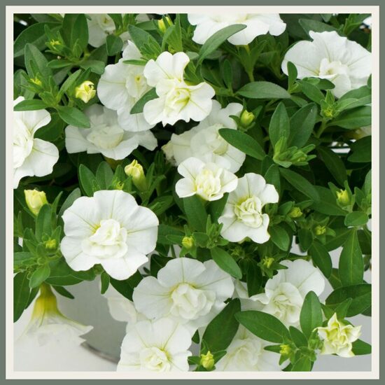 täidisõieline väikepetuunia 'MiniFamous Uno Double White '22',  valge